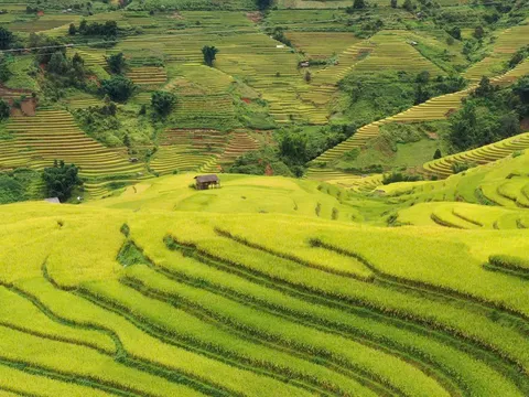 Lễ hội “Sắc chàm Lao Chải”: Mê mẩn mùa vàng ruộng bậc thang, say sắc chàm văn hóa Mông nguyên bản
