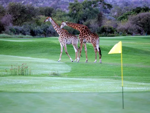 Review siêu chi tiết top 10 sân golf tốt nhất Nam Phi