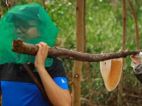 Đi gác kèo ong ở rừng tràm U Minh Hạ nơi đất mũi Cà Mau