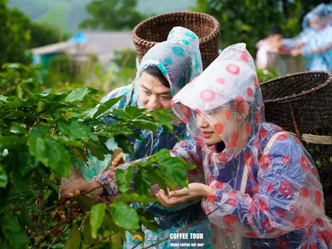 Khe Sanh Coffee Tour - tour du lịch nông nghiệp đúng nghĩa đầu tiên tại Quảng Trị