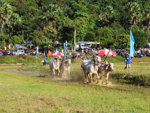 An Giang: Điều gì làm nên sức hấp dẫn của Hội Đua bò Bảy Núi lần thứ 30 năm 2025?