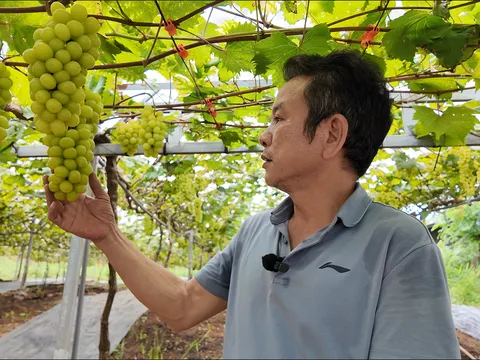 "Đột nhập" vườn nho sở hữu giống đắt nhất thế giới ngay tại Phú Thọ