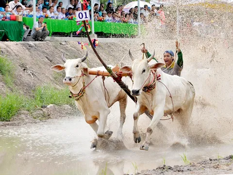 Về An Giang xem lễ hội đua bò Bảy Núi của đồng bào Khmer