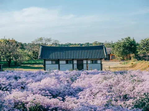 Mùa hoa cúc tím ở làng di sản Hàn Quốc đẹp mê mẩn qua ống kính chàng trai Việt