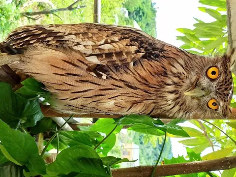 Bổ sung thêm 9 loài chim nhờ bẫy ảnh kỹ thuật số tại Khu Bảo tồn thiên nhiên Đakrông tỉnh Quảng Trị