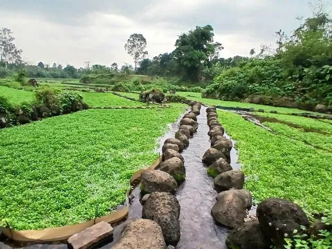 Rau Liệt  (Xà lách xoong) - đặc sản siêu sạch của xã Cồn Tiên tỉnh Quảng Trị