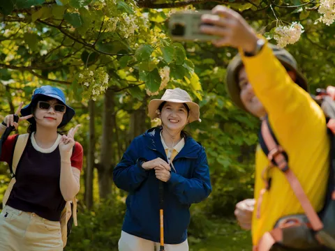 Vẻ đẹp dịu dàng mùa hoa trẩu giữa núi rừng Trường Sơn phía Tây tỉnh Quảng Trị