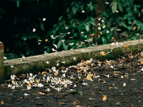Chiêm ngưỡng vẻ đẹp mùa bướm ở rừng Cúc Phương