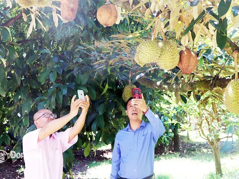 Sắp diễn ra Lễ hội trái cây Long Khánh năm 2024