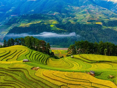 Khung cảnh thiên nhiên mùa vàng đẹp như mơ tại đồi Móng Ngựa, Mù Cang Chải