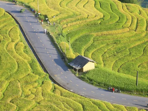 Check-in Y Tý trải nghiệm mùa lúa chín nhuộm vàng những thửa ruộng bậc thang