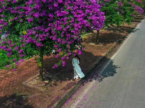 Không phải Hà Nội, con đường hoa bằng lăng này đang là điểm đến "hot" nhất mạng xã hội