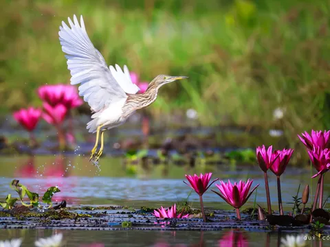 Vườn Quốc gia Tràm Chim - thiên đường hoang dã trên đất sen hồng