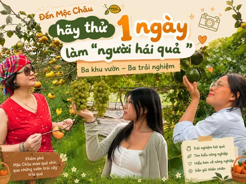 Đến Mộc Châu hãy thử một ngày làm “người hái quả”