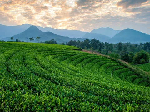 Festival Trà Quốc tế - Thái Nguyên 2026 mở rộng không gian kết nối cho ngành trà