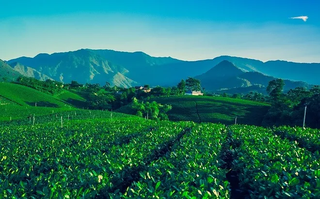 Festival Trà Quốc tế - Thái Nguyên 2026: Trải nghiệm “Đệ nhất danh trà”, kết nối du lịch thế giới