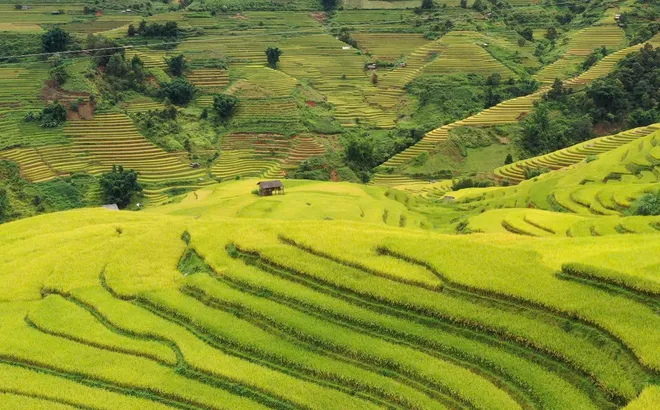 Lễ hội “Sắc chàm Lao Chải”: Mê mẩn mùa vàng ruộng bậc thang, say sắc chàm văn hóa Mông nguyên bản