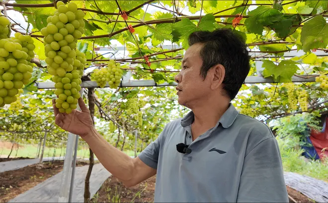 "Đột nhập" vườn nho sở hữu giống đắt nhất thế giới ngay tại Phú Thọ