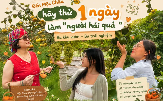 Đến Mộc Châu hãy thử một ngày làm “người hái quả”