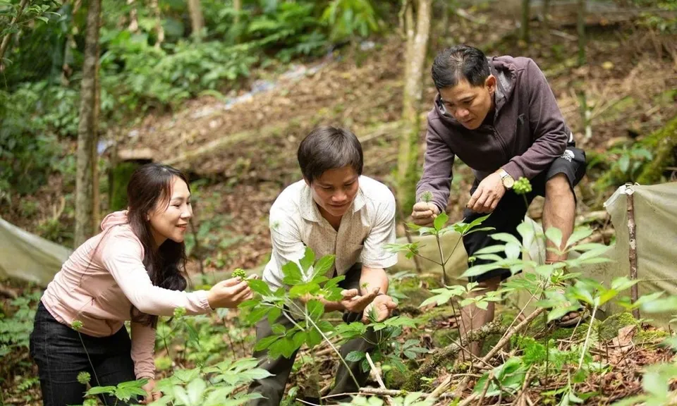 Quảng Ngãi viết lên giấc mơ trở thành “thủ phủ dược liệu” Việt Nam